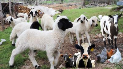 Cutest animal sounds living in the village  Goat  Cow  Sheep Sound  Duck