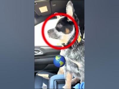 Did you know that bluey is a real dog