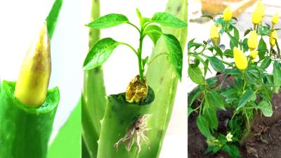 How to Grow Chillies from Chillies at Home Fast N Easy  Grow Chilli plant from Chilli