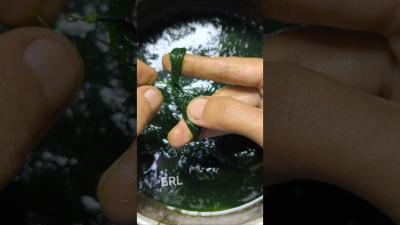 How to install water moss bait easily and quickly for fishing for tilapia tutorial fishing gtknot