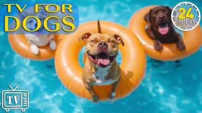 LIVE Dog TV Calm Dogs All Day with AntiAnxiety Music for Dogs  BoredomBusting Videos for Dogs