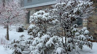 Quiet Snow Falling with Birds  Peaceful Winter Ambience  Beep Travels.