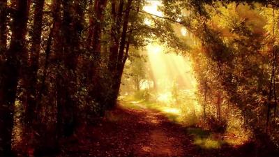 Relaxing Zen Music Forest Sounds  Peaceful Ambience for Spa Yoga  Relaxation