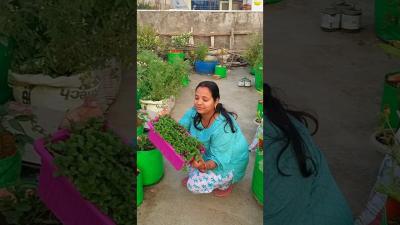 सरफ 1 टहन स ढर सर पदन  Pudina Cutting Se Kaise Lagaye  Shorts youtubeshorts viral