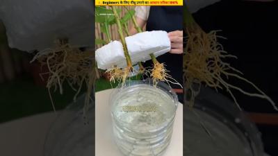  100 successful method of lemon cutting ytshorts gardening grow