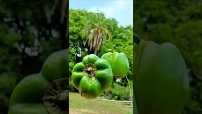 amazing farming reel farming ketibadi shortvideo viral video