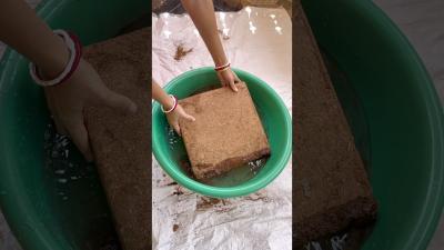 Big Mistake Gardeners Make While Buying Cocopeat garden plants gardening