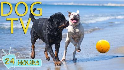 DOG TV Best Entertain Videos for Dogs to Watch Home Alone All Day Long  Relax Music for Dogs