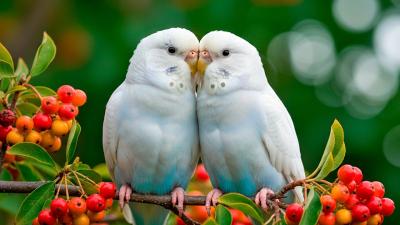 Gentle Morning Bird Sounds Peaceful Forest Ambience for Sleep Relaxation  Meditation