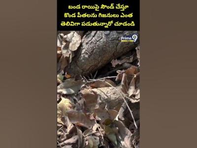 Mountain Crab Hunting Viral Video  బడ రయప సడ చసత కడ పతలన గజనల ఎత తలవగ