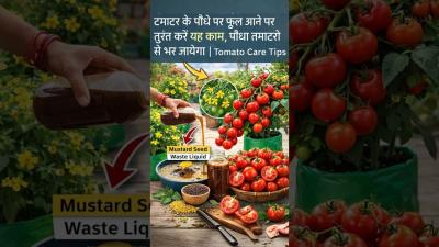 Tomato Flowering Stage Mein Yeh Galti Mat Karna