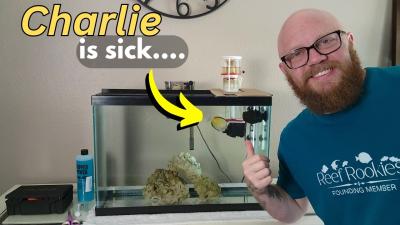 Quarantine every fish every time This is why